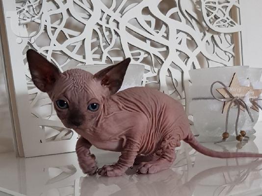 4 όμορφα γατάκια Sphinx διαθέσιμα 3 κορίτσια